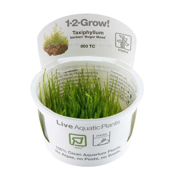 Tropica Taxiphyllum barbieri 'Bogor Moss' 1-2-GROW